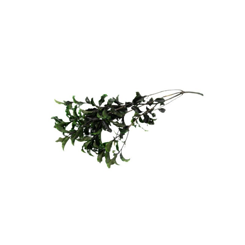 Foliage Pitosporum, punga 12g, Colorarte