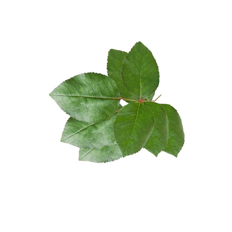 Foliage Roses, punga 3 buc, Colorarte