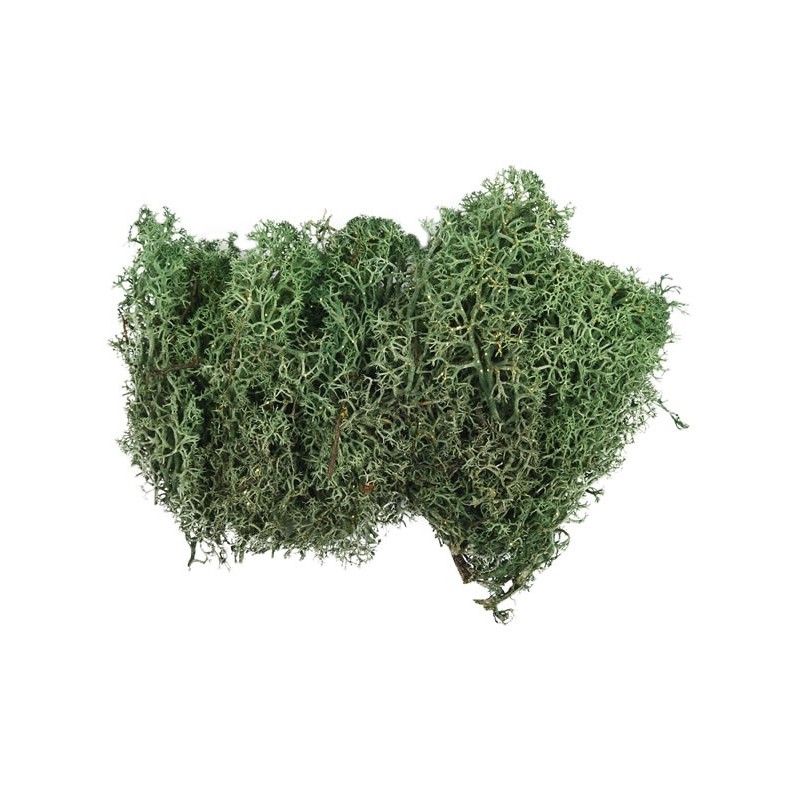 Licheni stabilizati, verde inchis, cu sclipici, punga 20g, Colorarte, Q1