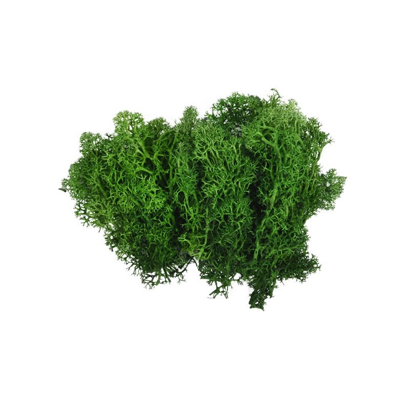 Licheni stabilizati, verde inchis, punga 20g, Colorarte, Q1