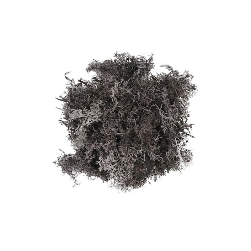 Licheni stabilizati, violet, punga 30g, Colorarte, Q2