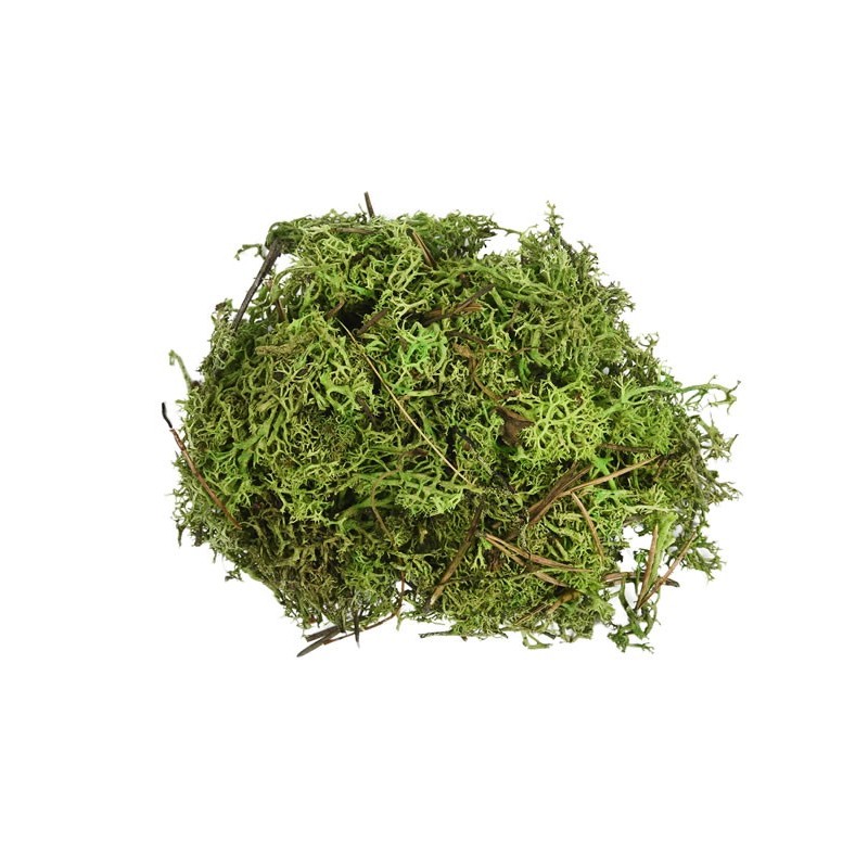 Licheni stabilizati, verde deschis, punga 30g, Colorarte, Q2