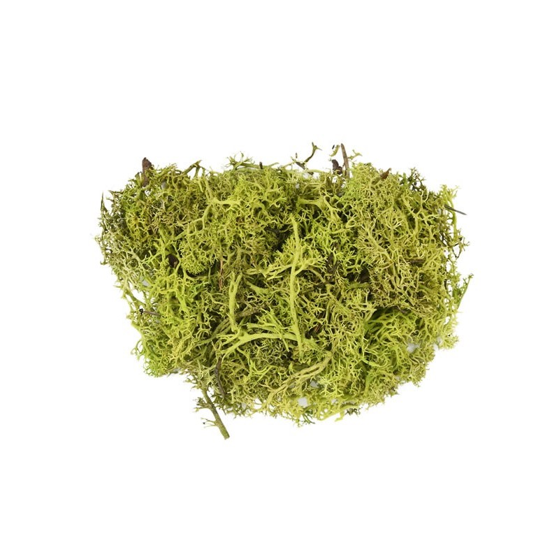 Licheni stabilizati, verde mar, punga 30g, Colorarte, Q2