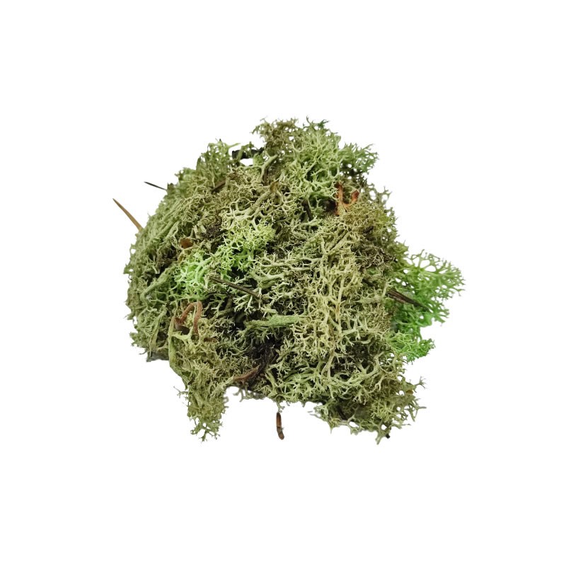 Licheni stabilizati, menta, punga 30g, Colorarte, Q2