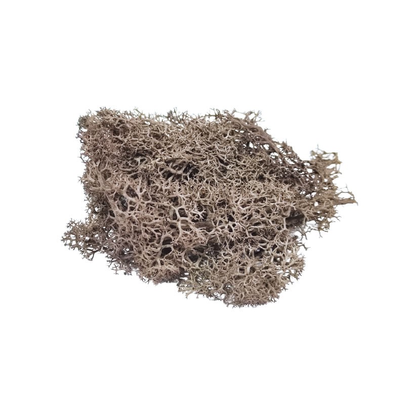 Licheni stabilizati, maro, punga 20g, Colorarte, Q1