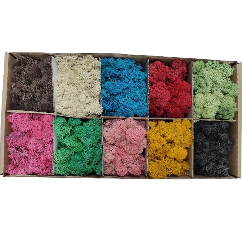 Licheni stabilizati, diverse culori, mixt, 10 culori, cutie 500g, Colorarte, Q