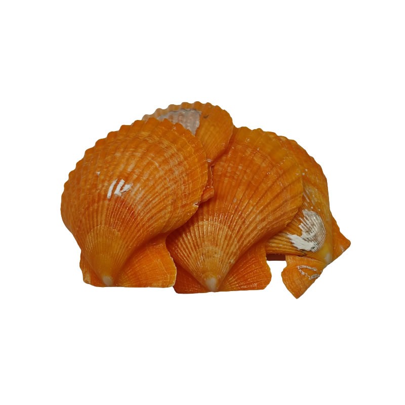 Accesorii creatie - scoici, orange, 5-6cm, set 5 buc, Colorarte